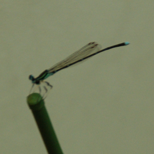 珍客 20130821_1.jpg